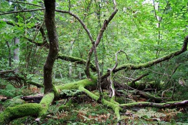 Moricsalas dabas rezervāts